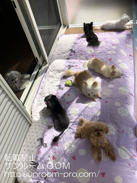 念願の！犬達の城です。