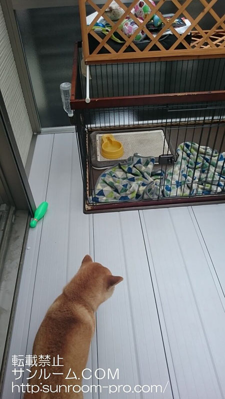 ワンコの遊び場が増えました。