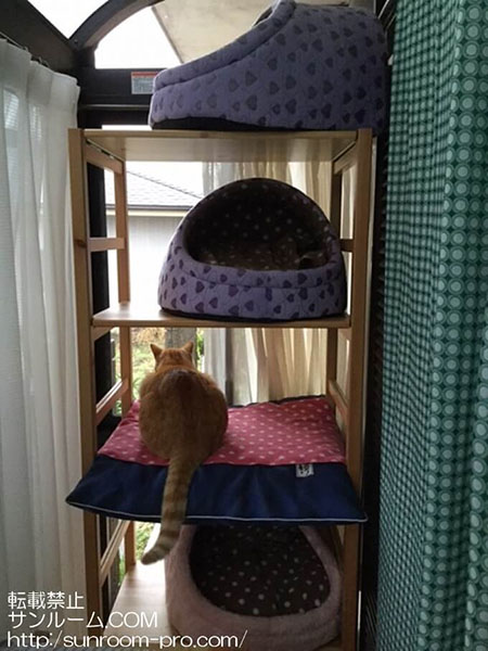 三匹の猫が早速気に入っています。